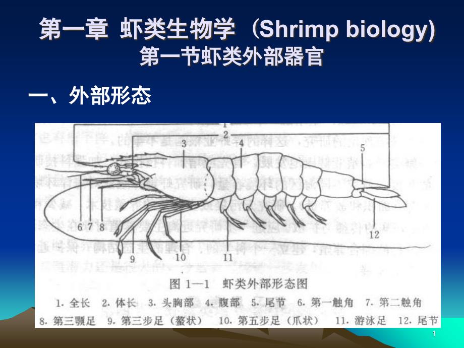 虾类生物学（课堂PPT）_第1页