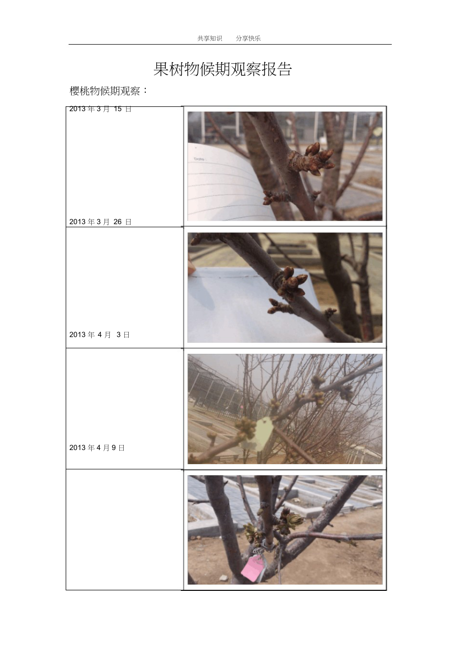 （精）果树物候期报告-田间实验报告_第1页