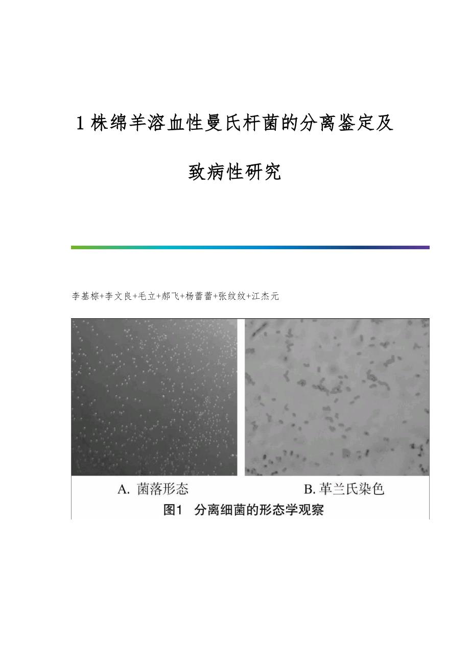 1株绵羊溶血性曼氏杆菌的分离鉴定及致病性研究_第1页