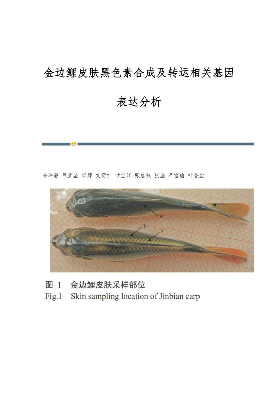金边鲤皮肤黑色素合成及转运相关基因表达分析_第1页