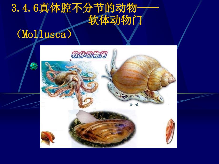 动物生物学六、软体动物门ppt课件_第1页