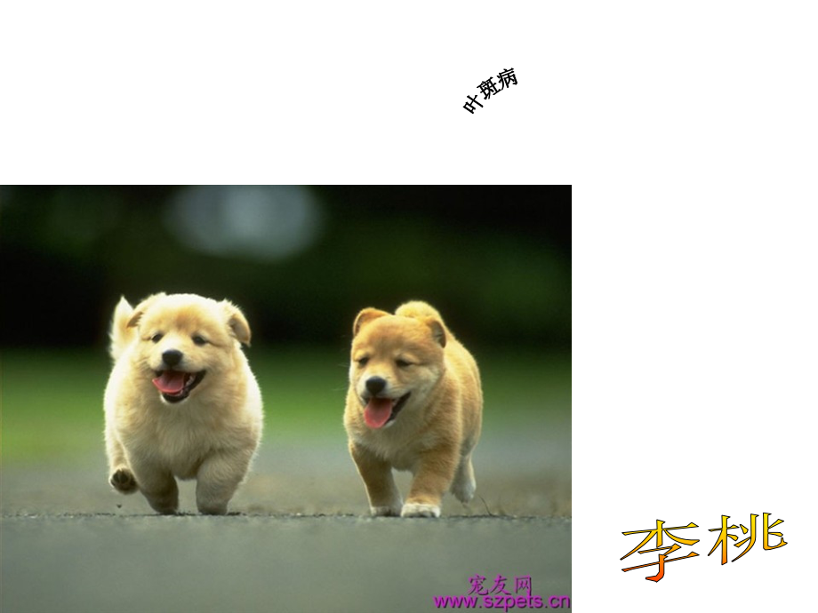 叶斑病 (2)_第1页