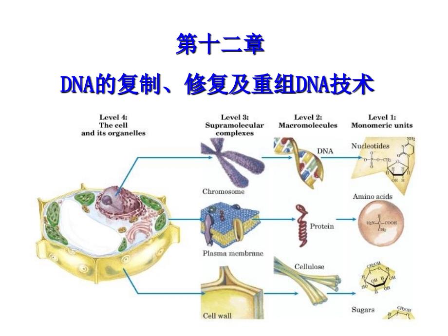 第十二章shenghuap讲义教材_第1页