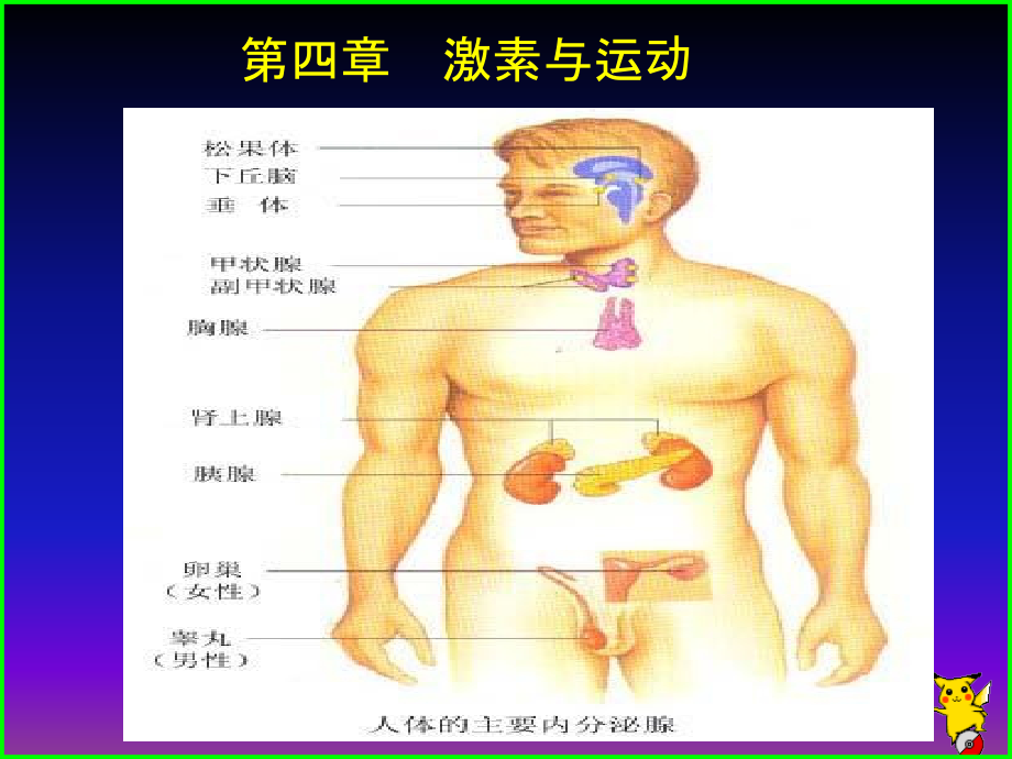 第4章激素与运动v讲义教材_第1页