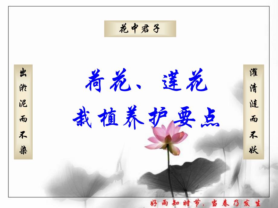 荷花、莲花的栽植养护要点教学案例_第1页