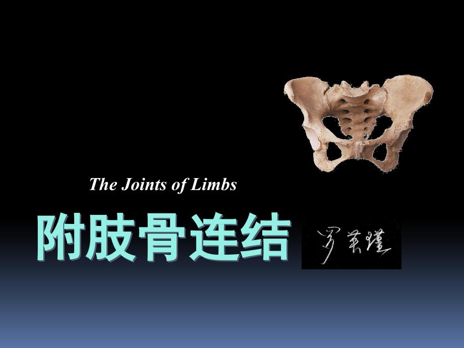 罗英瑾01-05四肢骨连结v备课讲稿_第1页