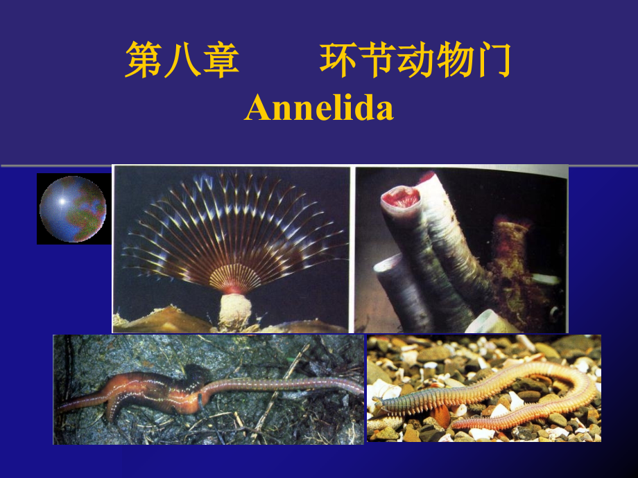 第八章环节动物v教学材料_第1页