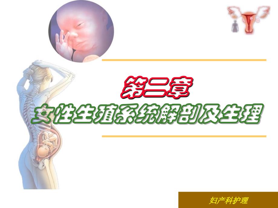 第二章女性生殖系统解剖及生理2教学文稿_第1页