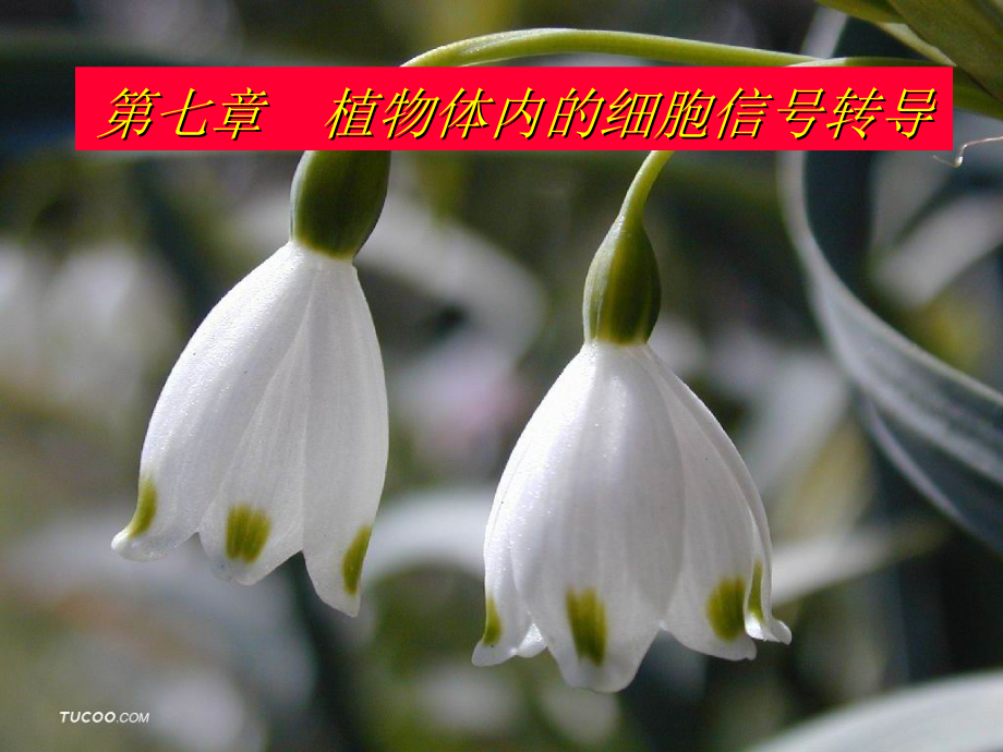 植物生理学第7章(00001)知识分享_第1页