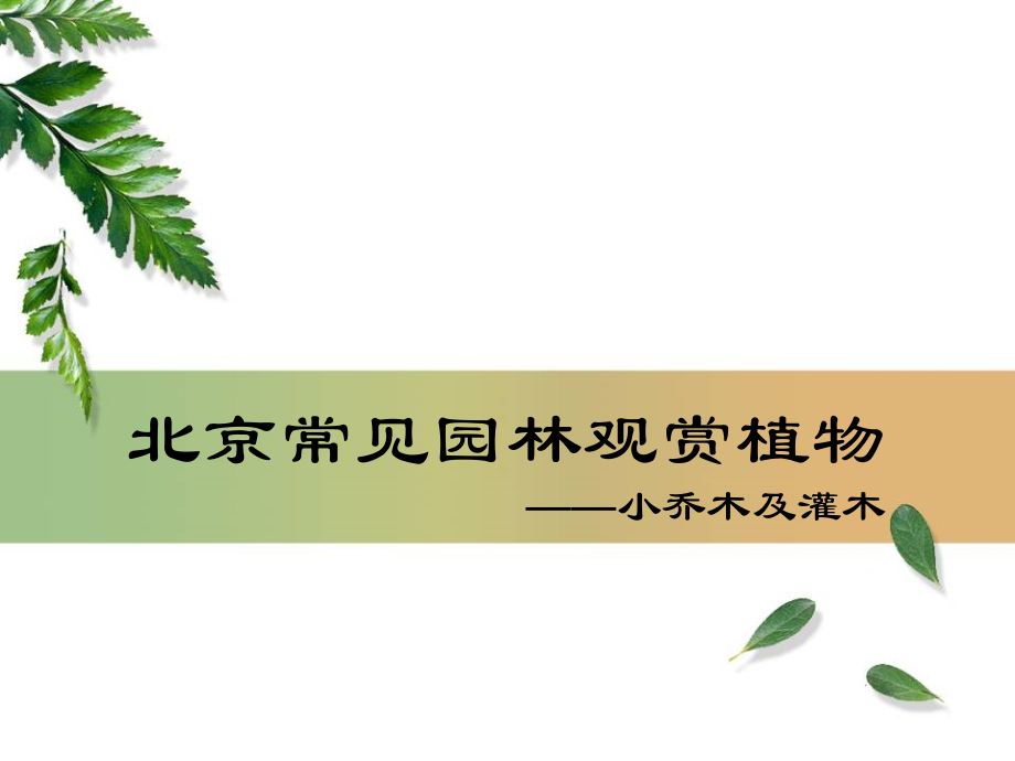 园林常用小乔木及灌木v说课材料_第1页