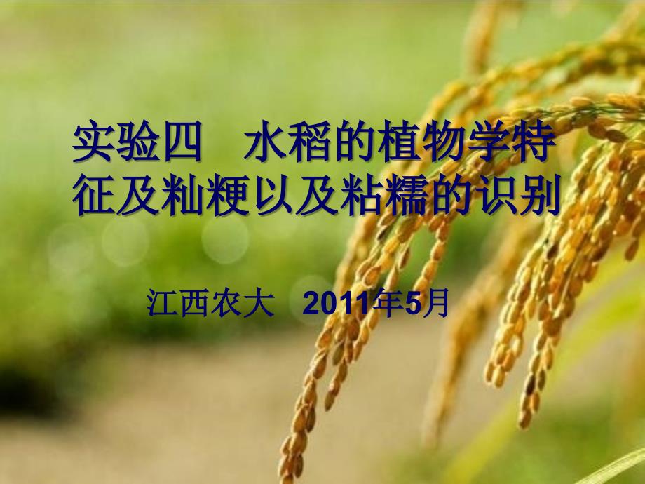 04-水稻的植物学特征及籼粳以及粘糯的识别知识分享_第1页