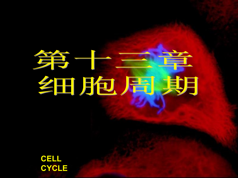第十三章细胞周期知识分享_第1页