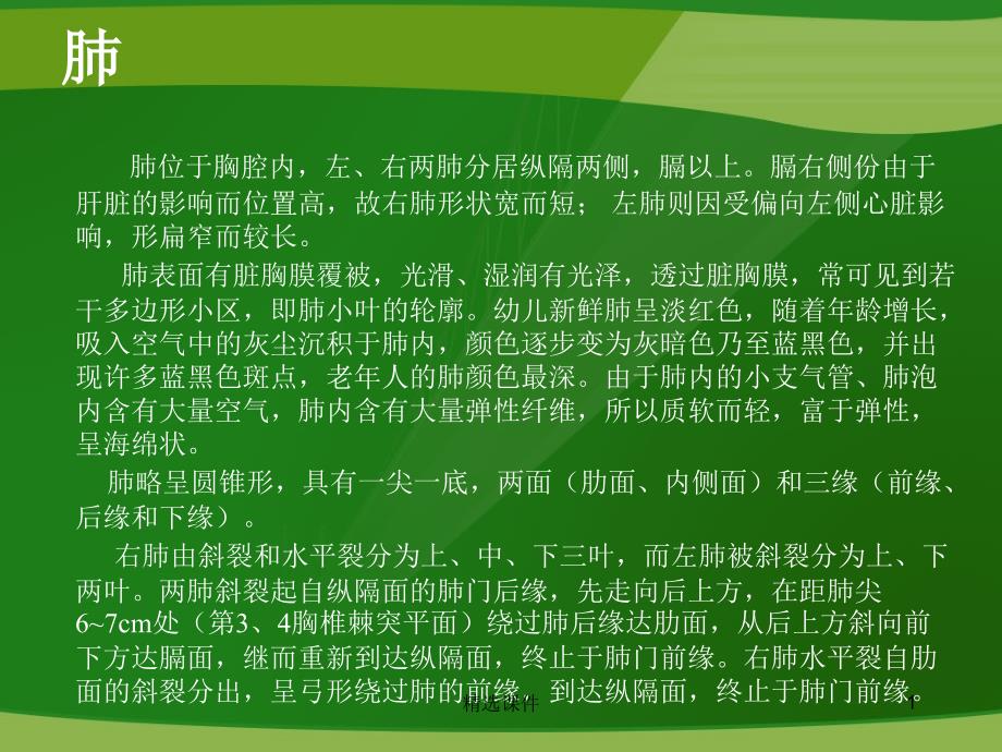 肺段CT彩色-解剖图_第1页
