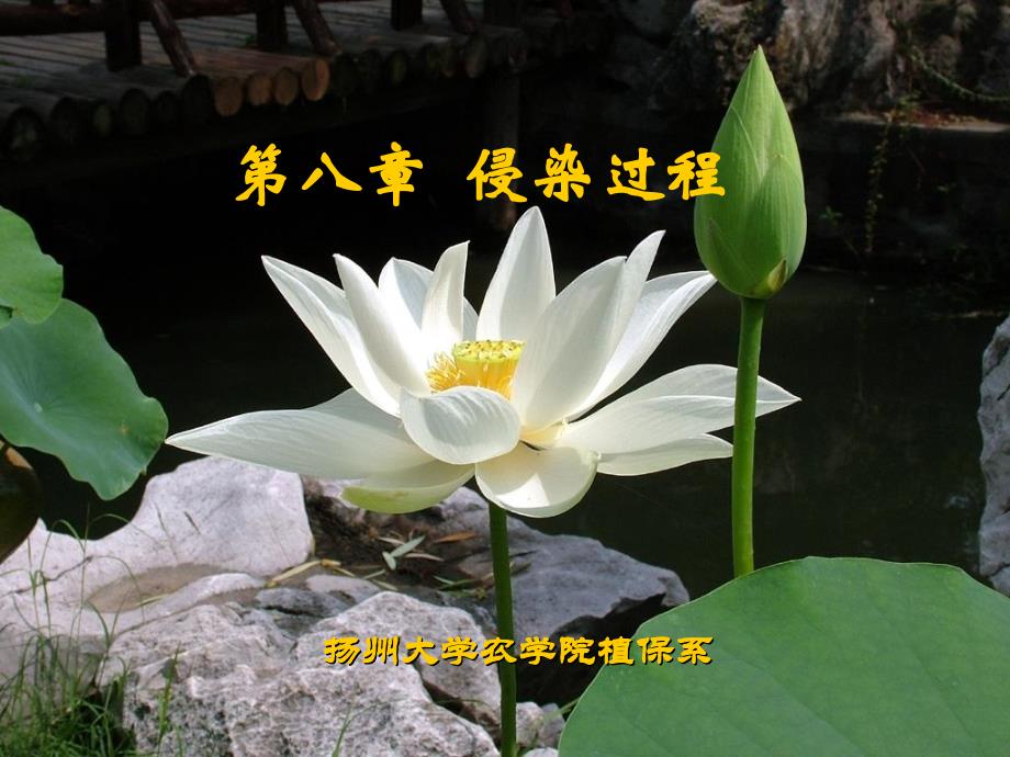 《侵染过程》PPT课件_第1页