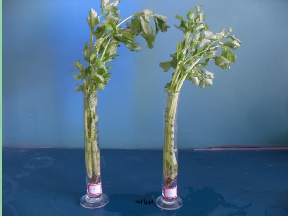 七年级生物上册 第四章 第一节 绿色植物的生活需要水和无机盐-植物细胞的吸水和失水 北京课改版_第1页