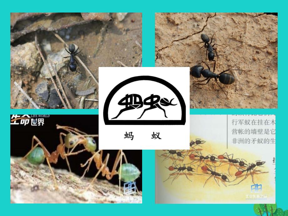 八年级语文上册 第二单元 4《蚂蚁》 北师大版_第1页