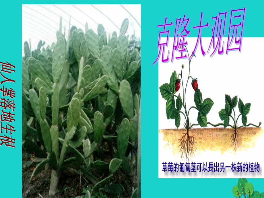八年级语文上册 第4单元 17《奇妙的克隆》 新人教版_第1页