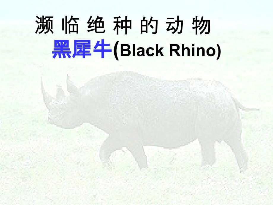 濒临绝种的动物黑犀牛BlackRhino_第1页