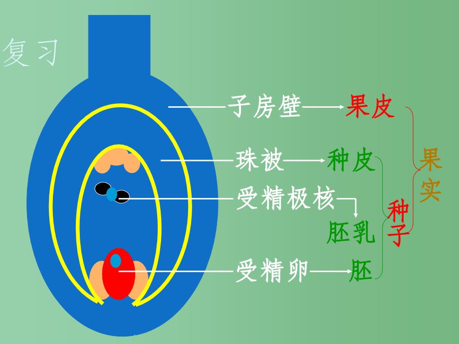 八年级生物上册 第10章 第3节 种子的结构 北京课改版_第1页