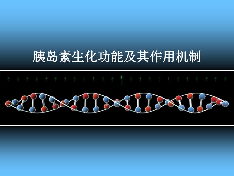 胰岛素生化功能及作用机制（行业特制）_第1页
