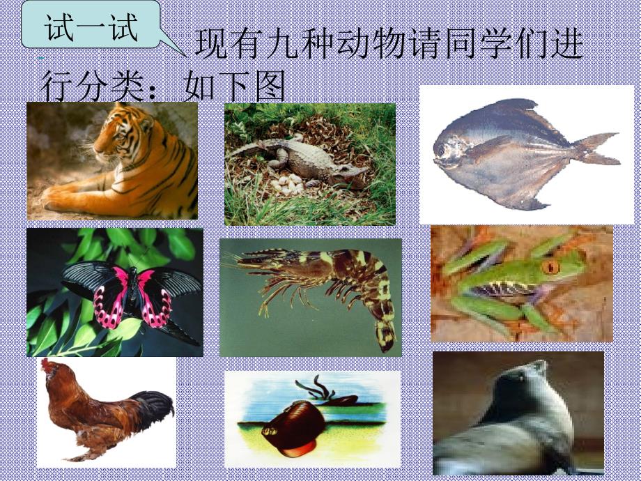科学：2.2《常见的动物》课件（4）（浙教版七年级上）_第1页