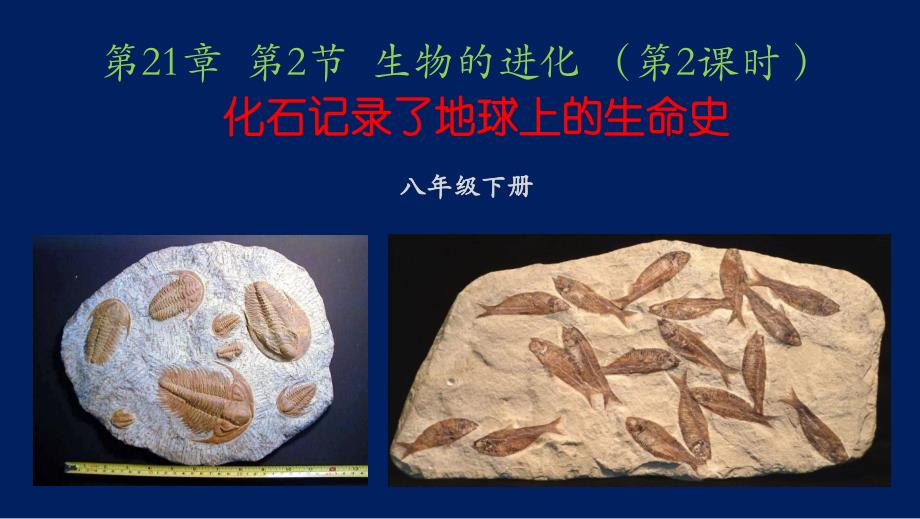 初中数学八年级下册生物的进化 课件_第1页