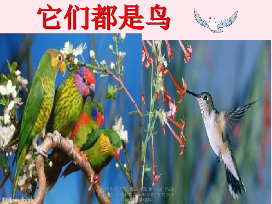 【最新】三年级科学下册 第四单元 第16课《它们都是鸟》课件1_第1页