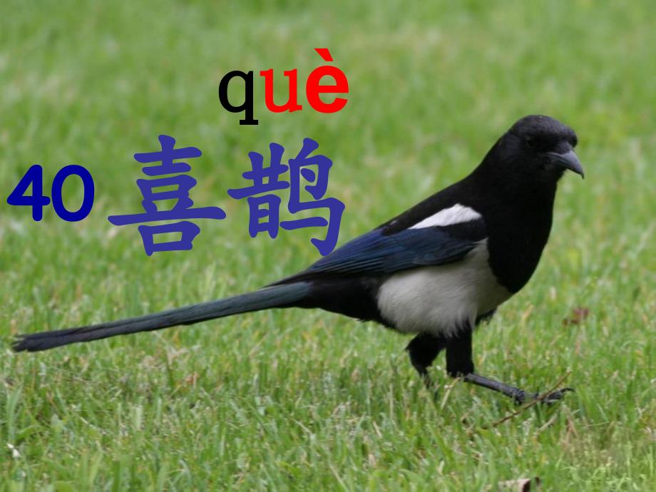 二年级下册语文课件-40. 喜鹊丨沪教版_第1页