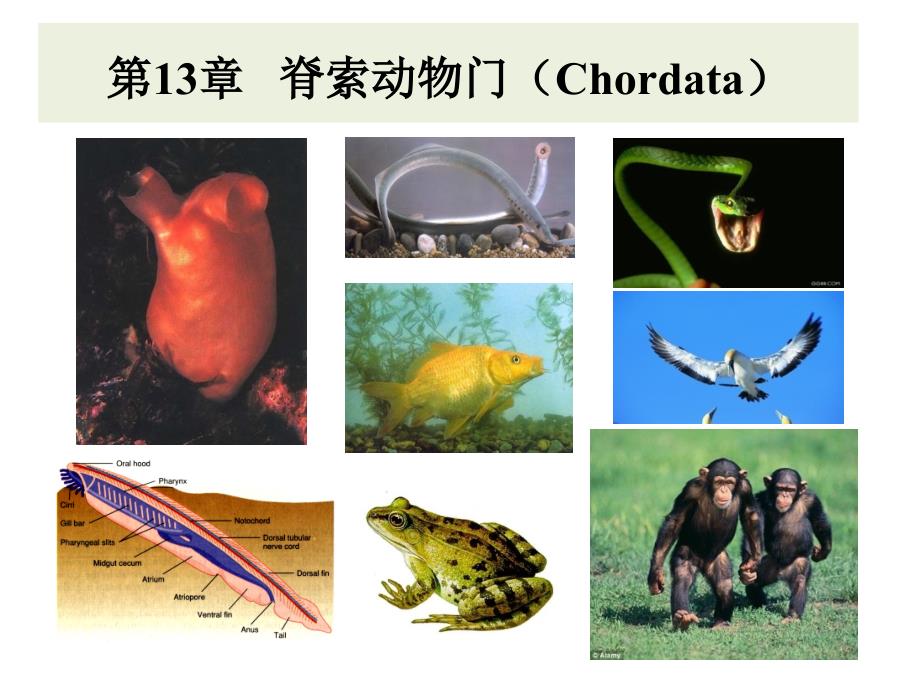 病理生理学课件 第十三章 脊索动物门_第1页