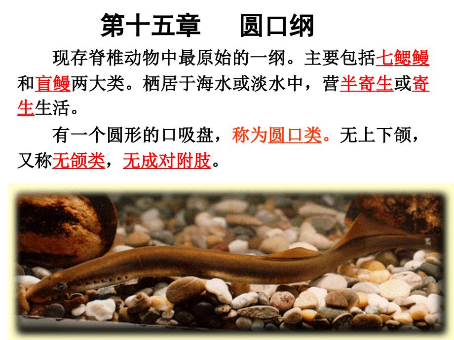 生物竞赛动物学教学课件 第十五章 圆口纲_第1页