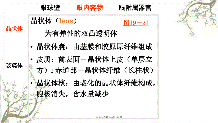 组织学09A眼和耳眼中_第1页