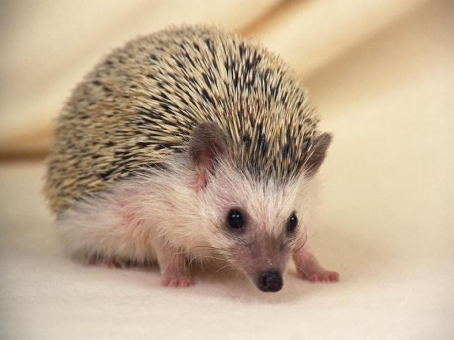 刺猬汉斯概述_第1页