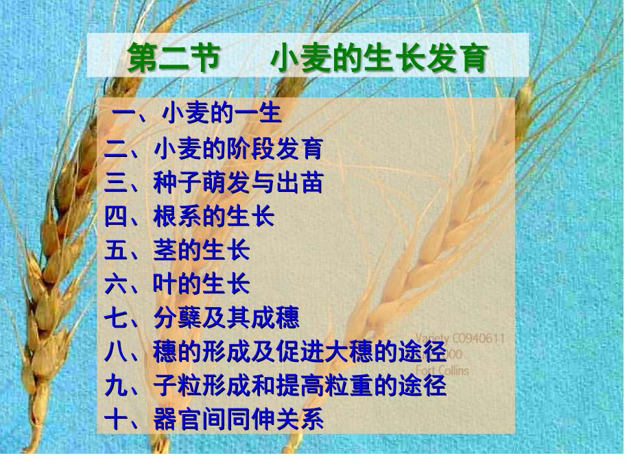 小麦课件2[共49页]_第1页