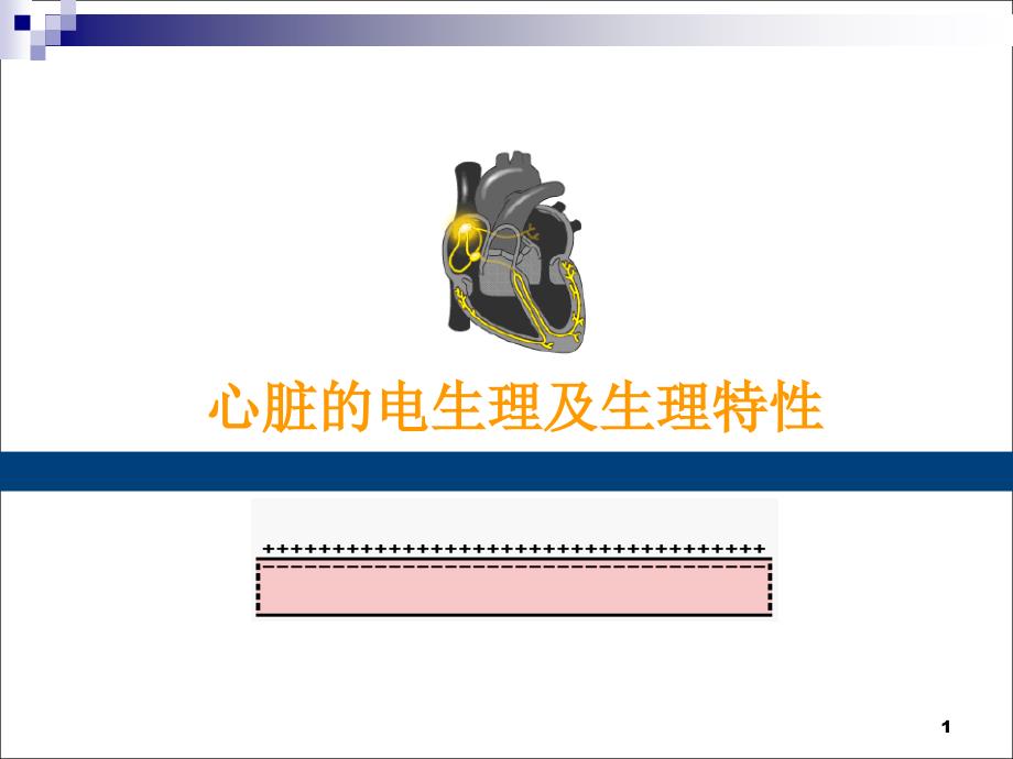脏的电生理学及生理特演示课件_第1页