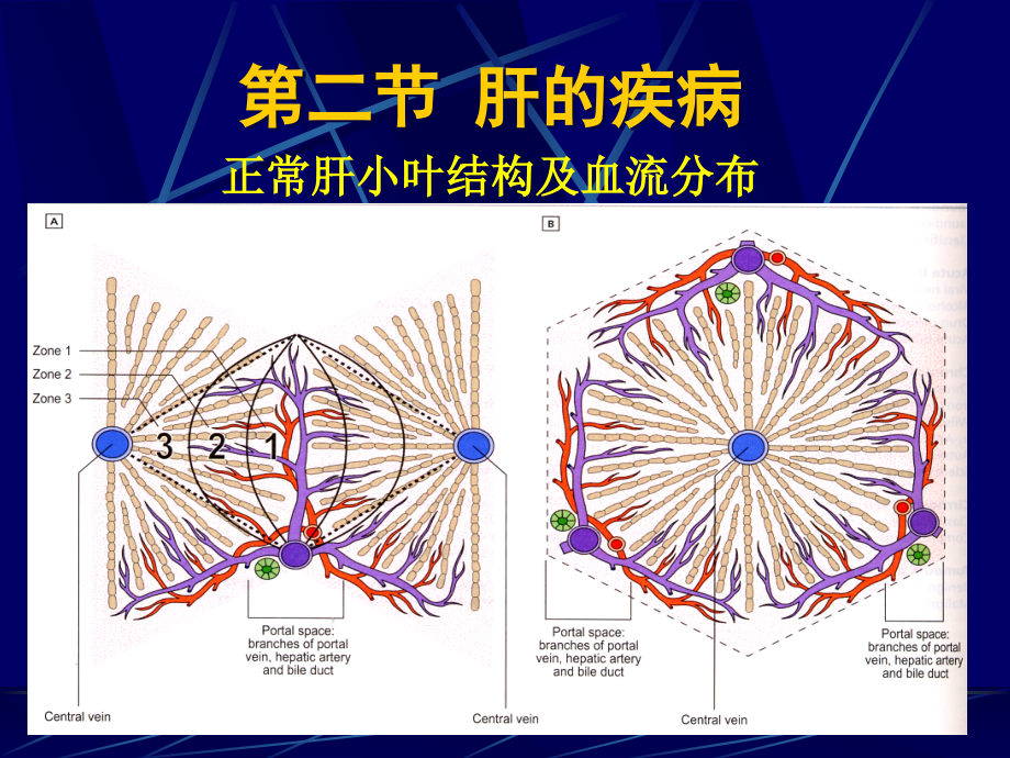 病理学教学课件：第二节 肝的疾病_第1页