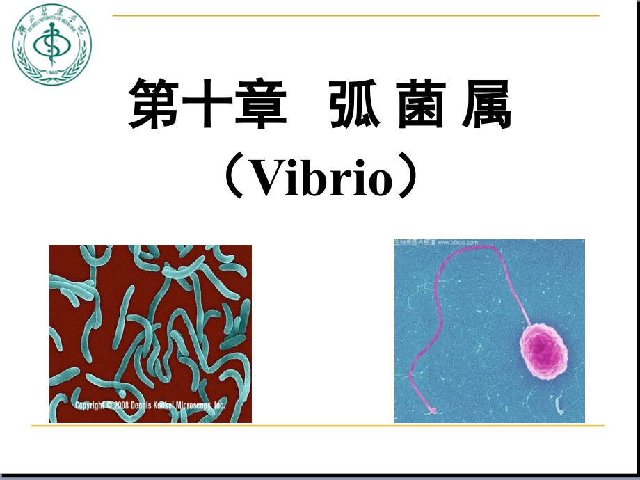 医学微生物学：第10章 弧菌属_第1页