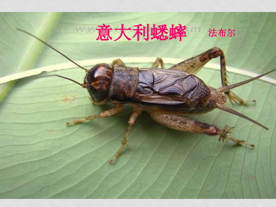江苏地区高二语文《意大利蟋蟀》课件_第1页