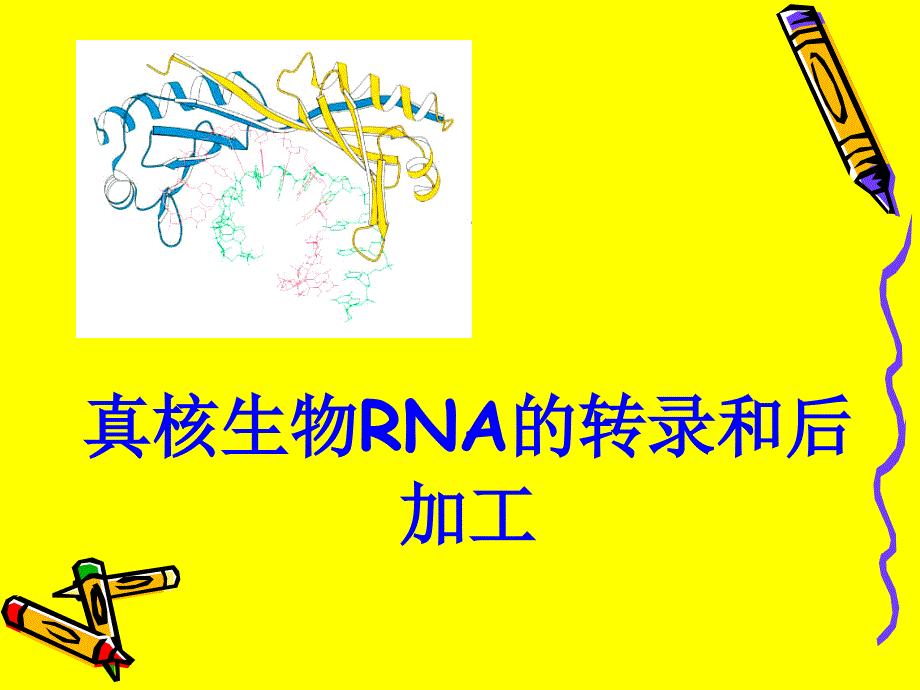 真核生物的转录和后加工资料讲解_第1页