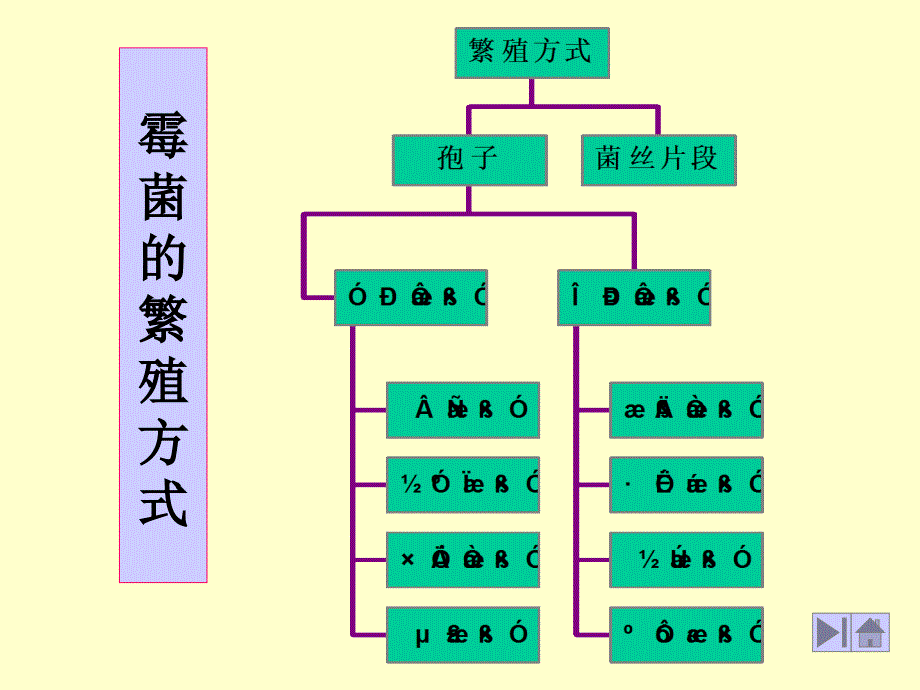 微生物学竞赛辅导：霉菌的几种孢子讲义教材_第1页