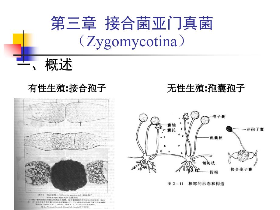 第三章接合菌门v资料讲解_第1页