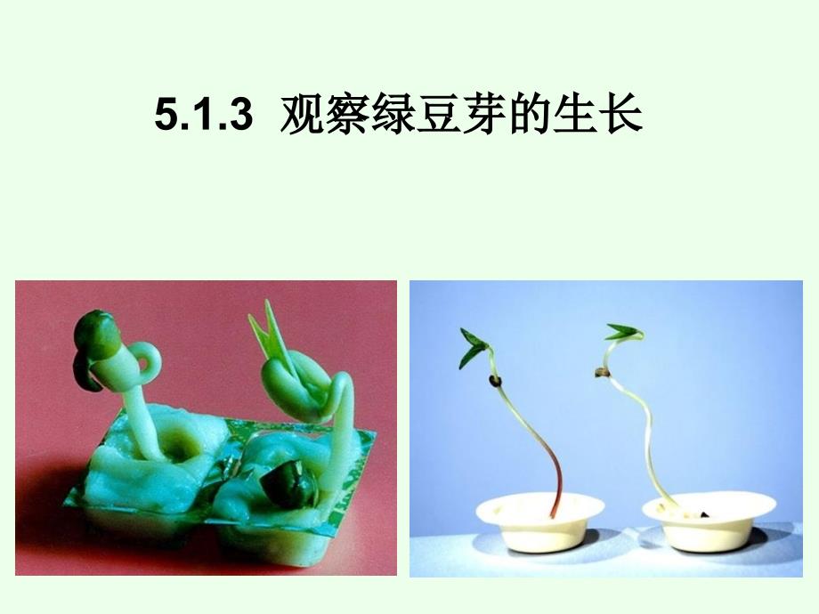 513观察绿豆芽的生长61091培训课件_第1页