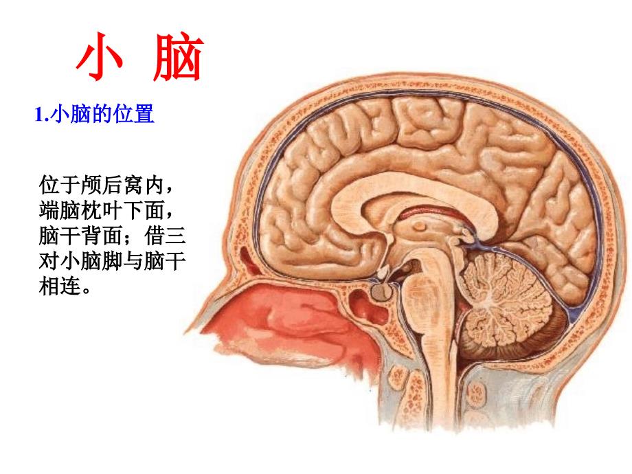 人体医学结构小脑间脑教学提纲_第1页