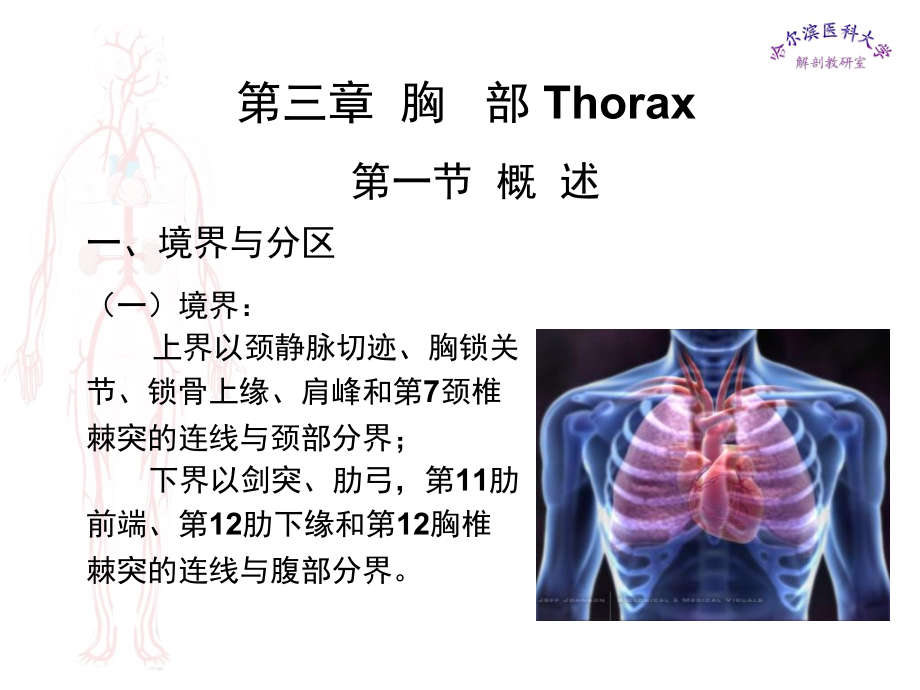 临床医学五年制局部解剖学课件胸部a讲课教案_第1页