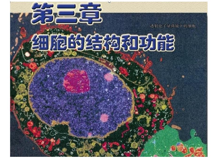 31节生命活动的基本单位—细胞教学讲义_第1页