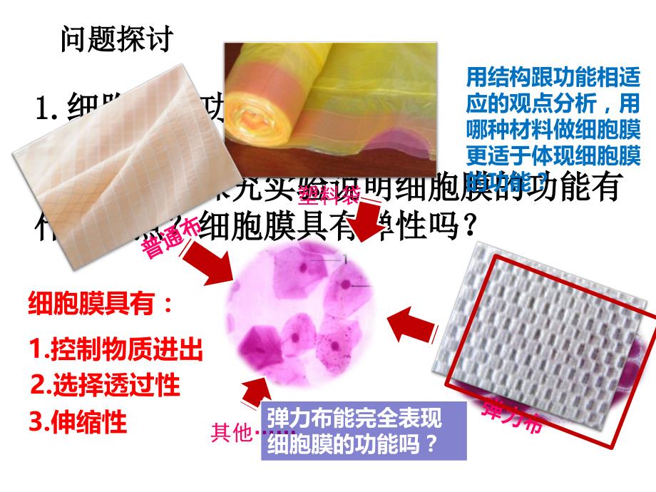 142生物膜的流动镶嵌模型研究报告_第1页