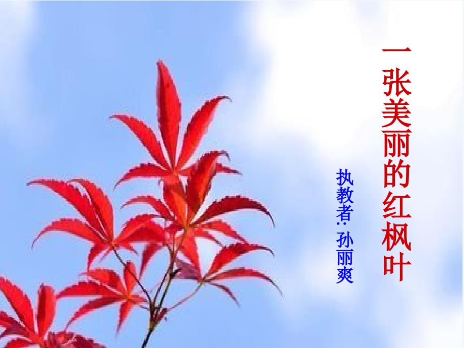 一张美丽的红枫叶3_第1页