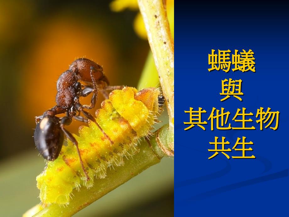 螞蟻與其他生物共生_第1页