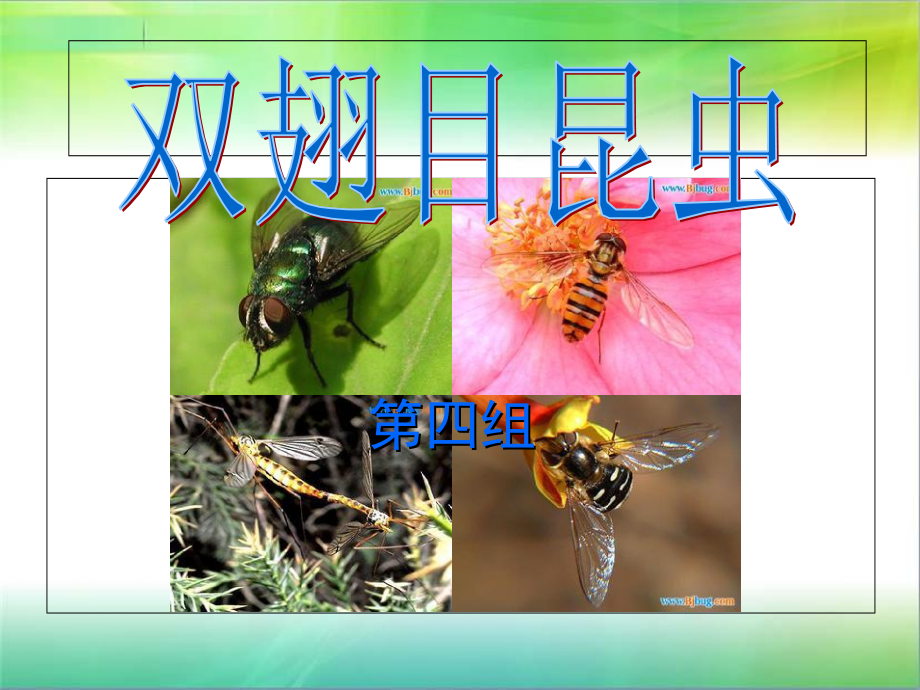 双翅目昆虫课堂讲义p电子教案_第1页