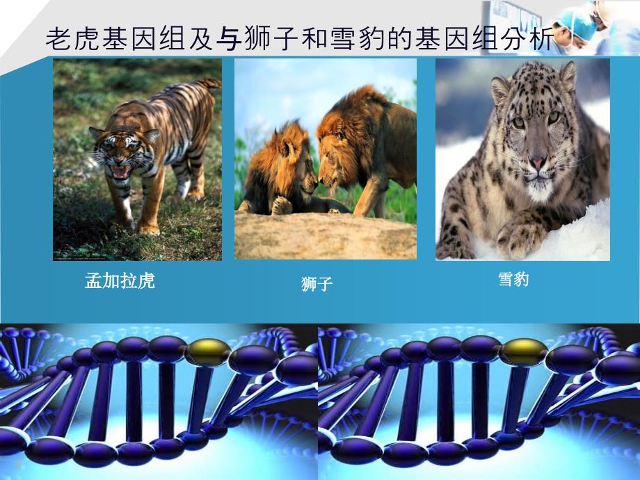 老虎基因分析讲解学习_第1页