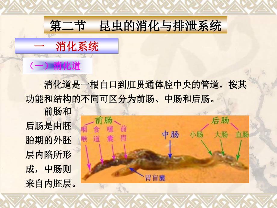 消化和排泄3-04讲义教材_第1页